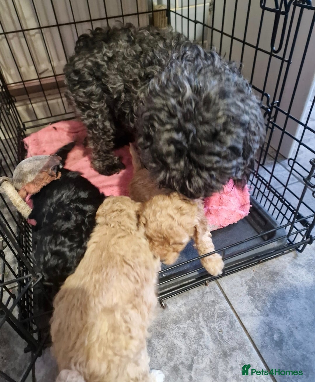 Poodle dogs for sale: 3/4 poodle puppies - Advert 1