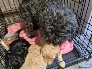 Poodle dogs 3/4 poodle puppies - Advert 2