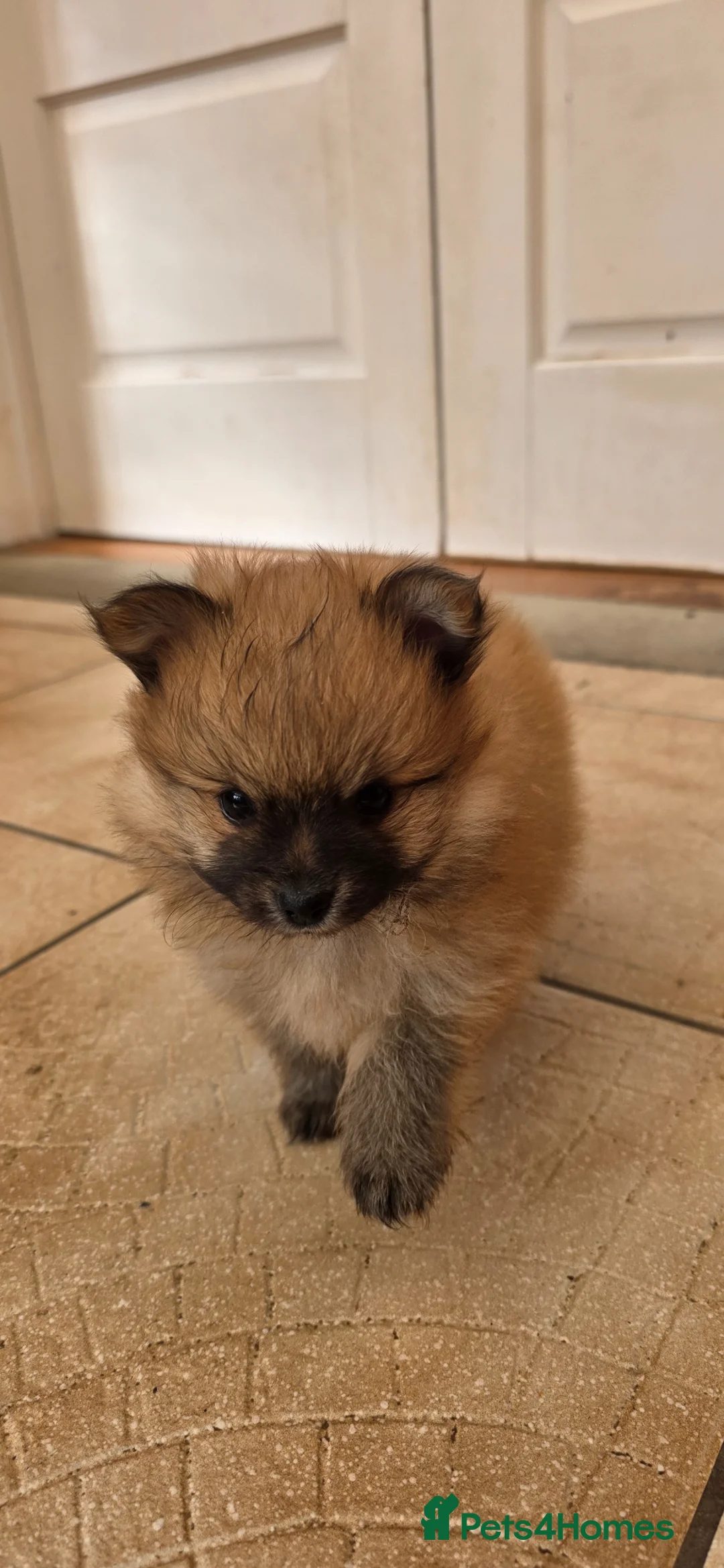 German Spitz dogs for sale: Beautiful german spitz - Advert 17