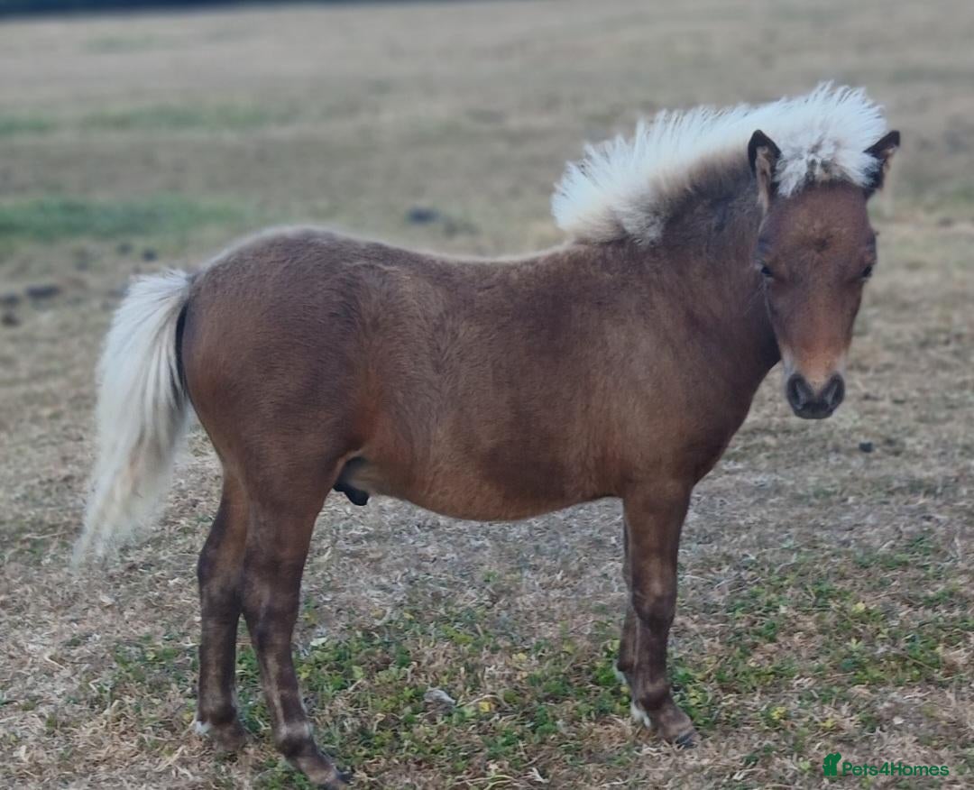 Miniature horses American miniature colt foal  - Advert 1