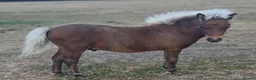 Miniature horses for sale: American miniature colt foal  - Advert 1