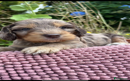 Cockapoo dogs for sale: Cockapoo puppies beautiful colours  - Image 30