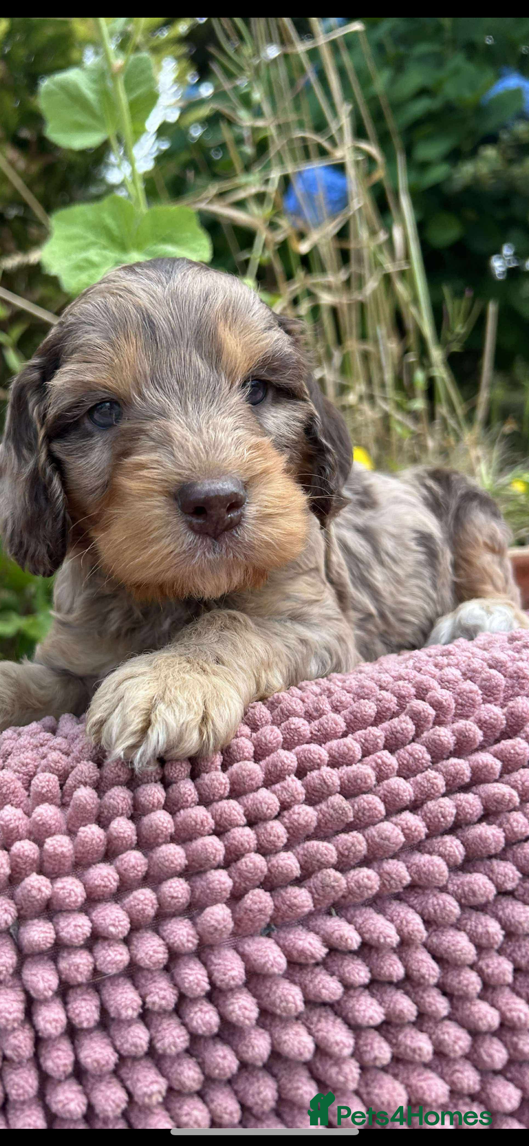Cockapoo dogs for sale: Cockapoo puppies beautiful colours  - Image 30