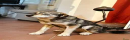 Mixed Breed dogs for adoption: 🐾 LAJKA – LOOKING FOR A FOREVER HOME 🐾 - Advert 6