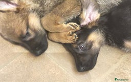 Mixed Breed dogs for sale: Malinois rotti cross puppy’s for sale - Image 11