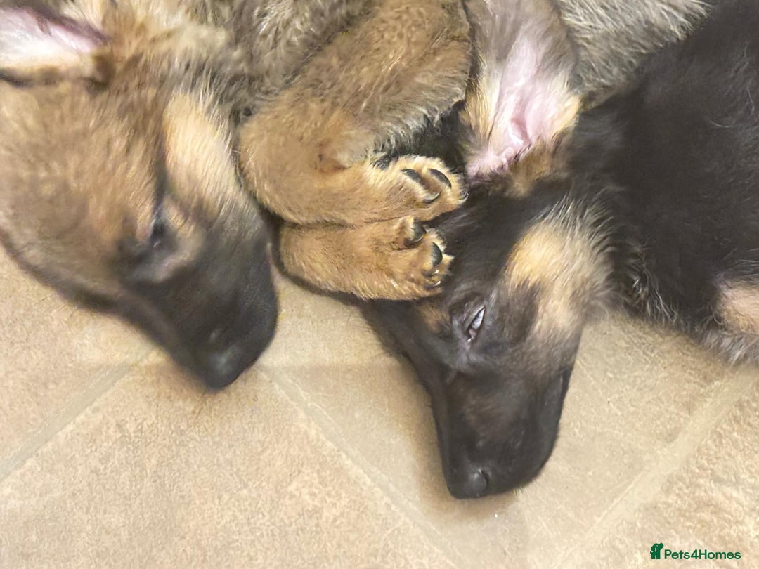 Mixed Breed dogs for sale: Malinois rotti cross puppy’s for sale - Image 11