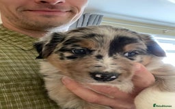 Border Collie dogs for sale: One boy left with beautiful markings - Image 6