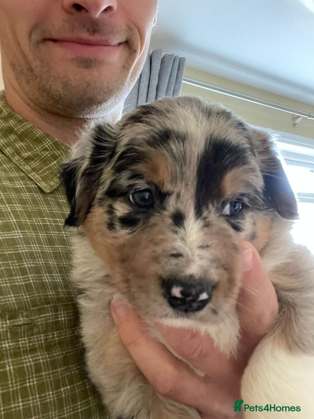 Border Collie dogs for sale: One boy left with beautiful markings - Image 6
