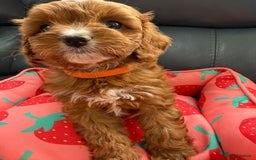 Cavapoo dogs for sale: Outstanding Red F1 cavapoo puppies H/C DNA CLEAR - Image 24