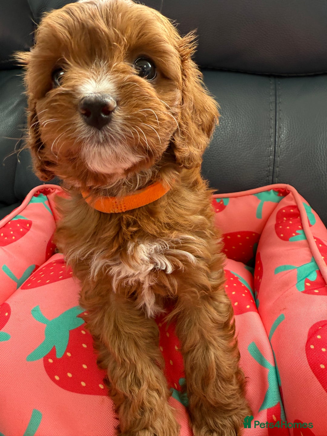 Cavapoo dogs for sale: Outstanding Red F1 cavapoo puppies H/C DNA CLEAR - Image 24