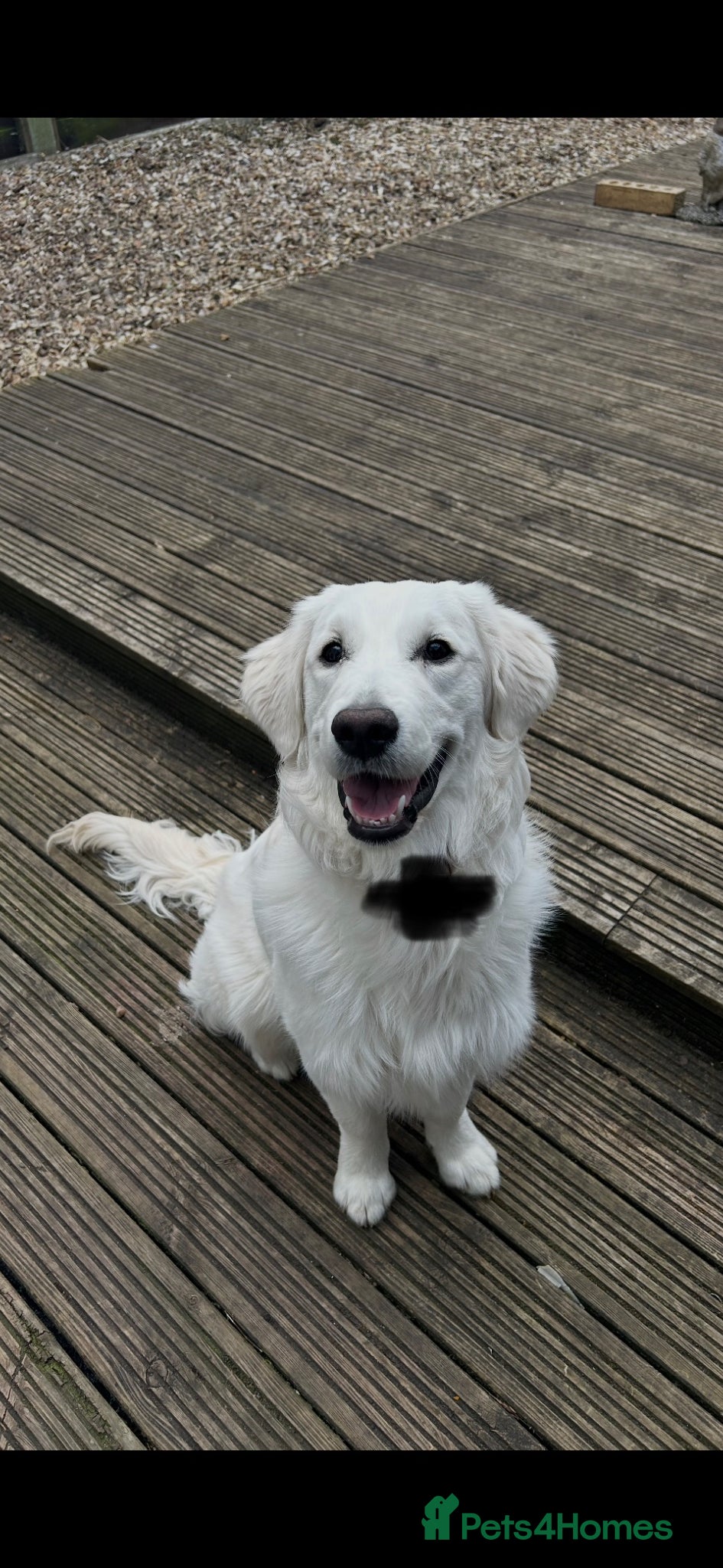 Golden Retriever dogs Golden retriever for rehome - Advert 1