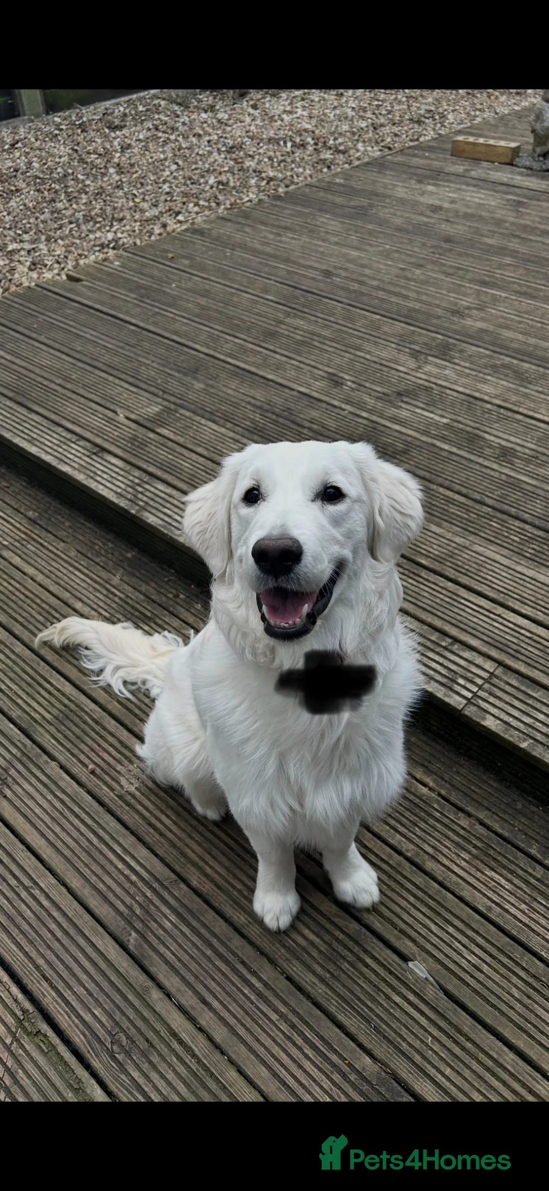 Golden Retriever dogs for sale: Golden retriever for rehome - Advert 1