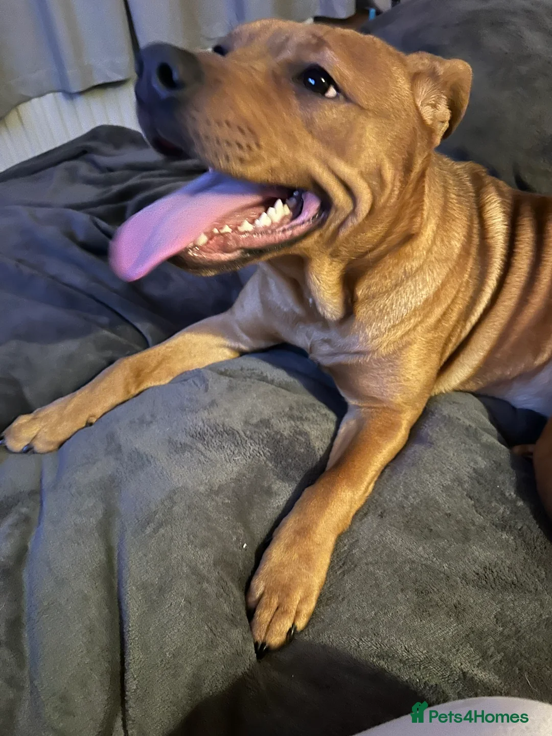 Mixed Breed dogs for sale: Cookie - Advert 2