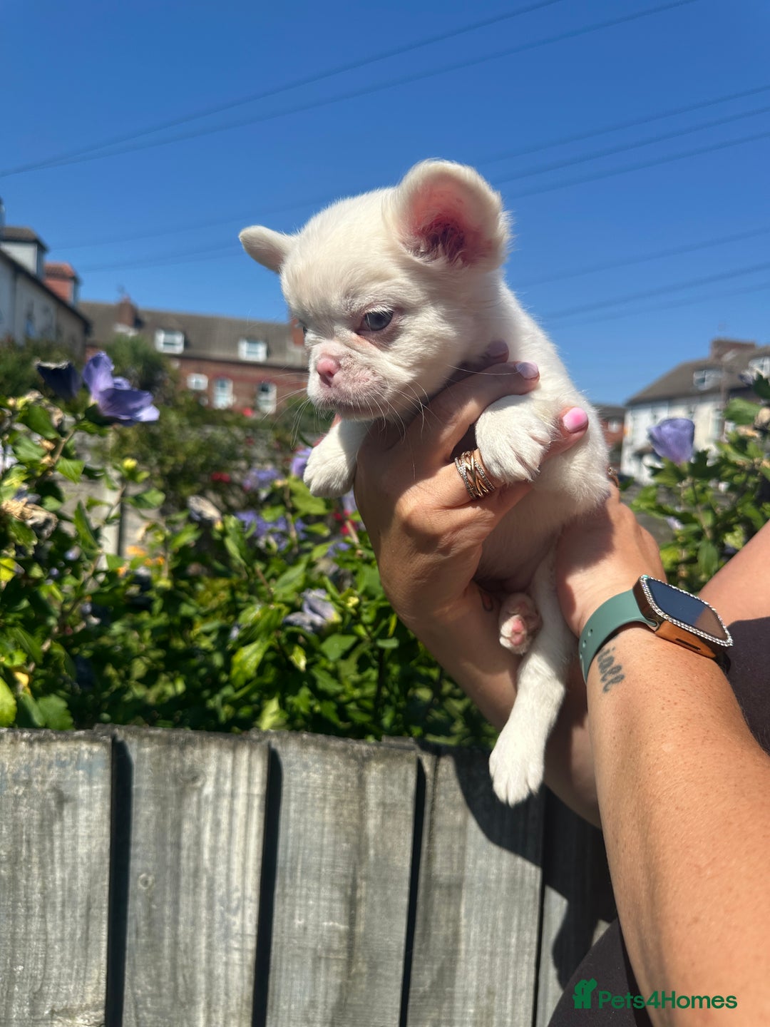 French Bulldog dogs for sale: Fluffy Frenchies - Image 7