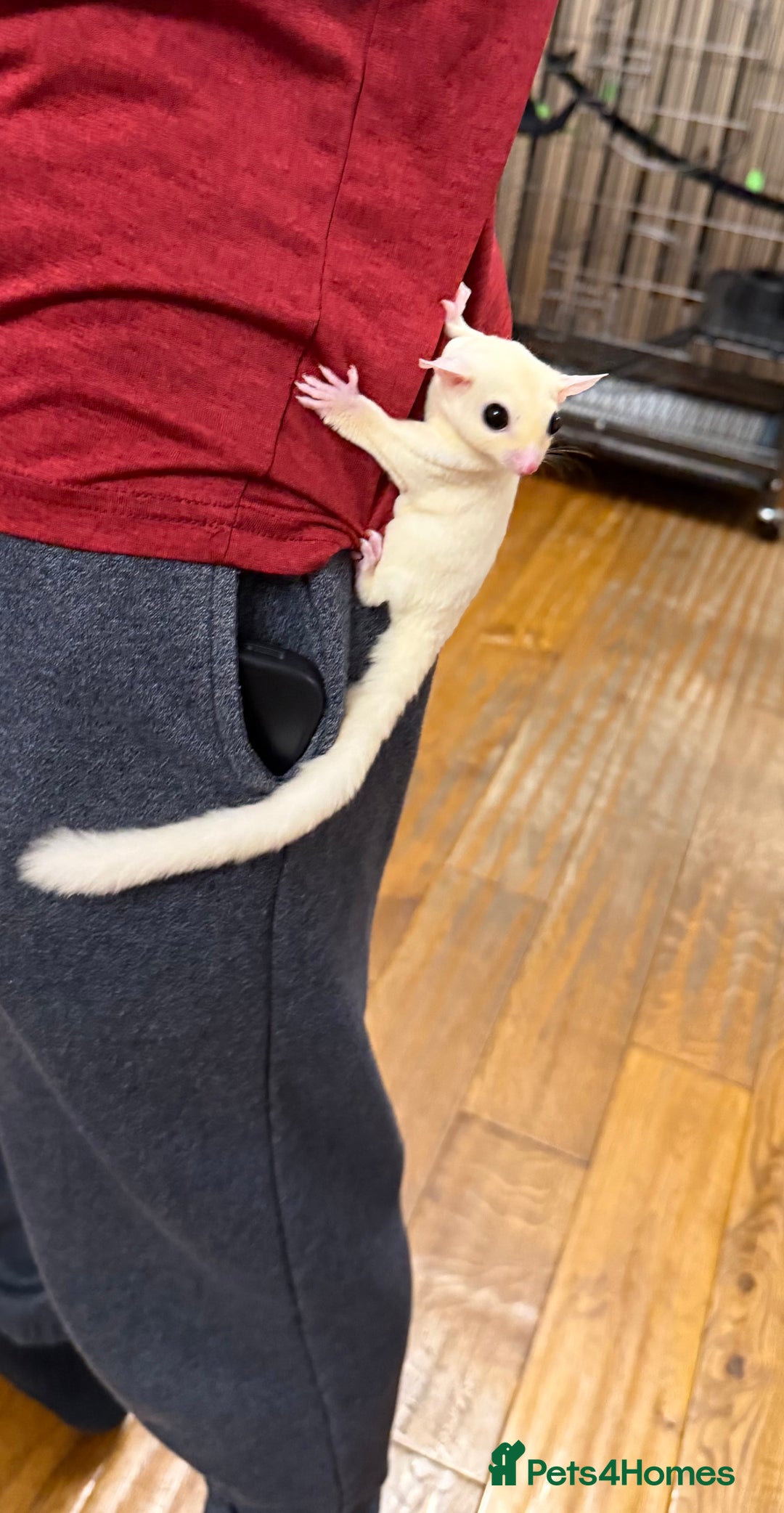Sugar Glider rodents for sale:  2 Female Sugar Gliders – 5 Months Old (Tame) - Image 7