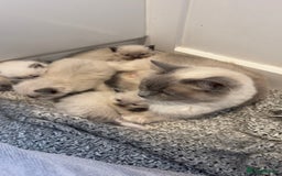 Ragdoll cats for sale: READY TO RESERVE - pedigree Ragdoll Kittens - Image 2