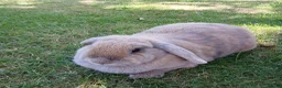Mini Lop rabbits for sale: Female sandy/grey colour Mini Lop - 2 1/2yrs old.  - Advert 3