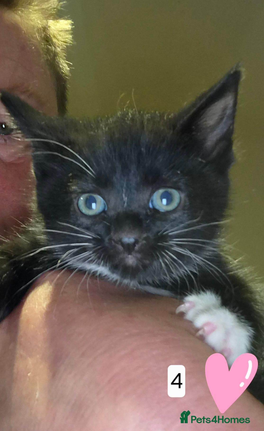 Mixed Breed cats for sale: Beautifully marked b/w kittens brought up in house - Advert 3