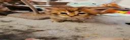 Maine Coon cats for sale: Full pedigree Maine coons available  - Advert 13