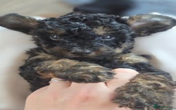 Cavapoo dogs for sale: Beautiful phantom F1B cavapoos - Image 13