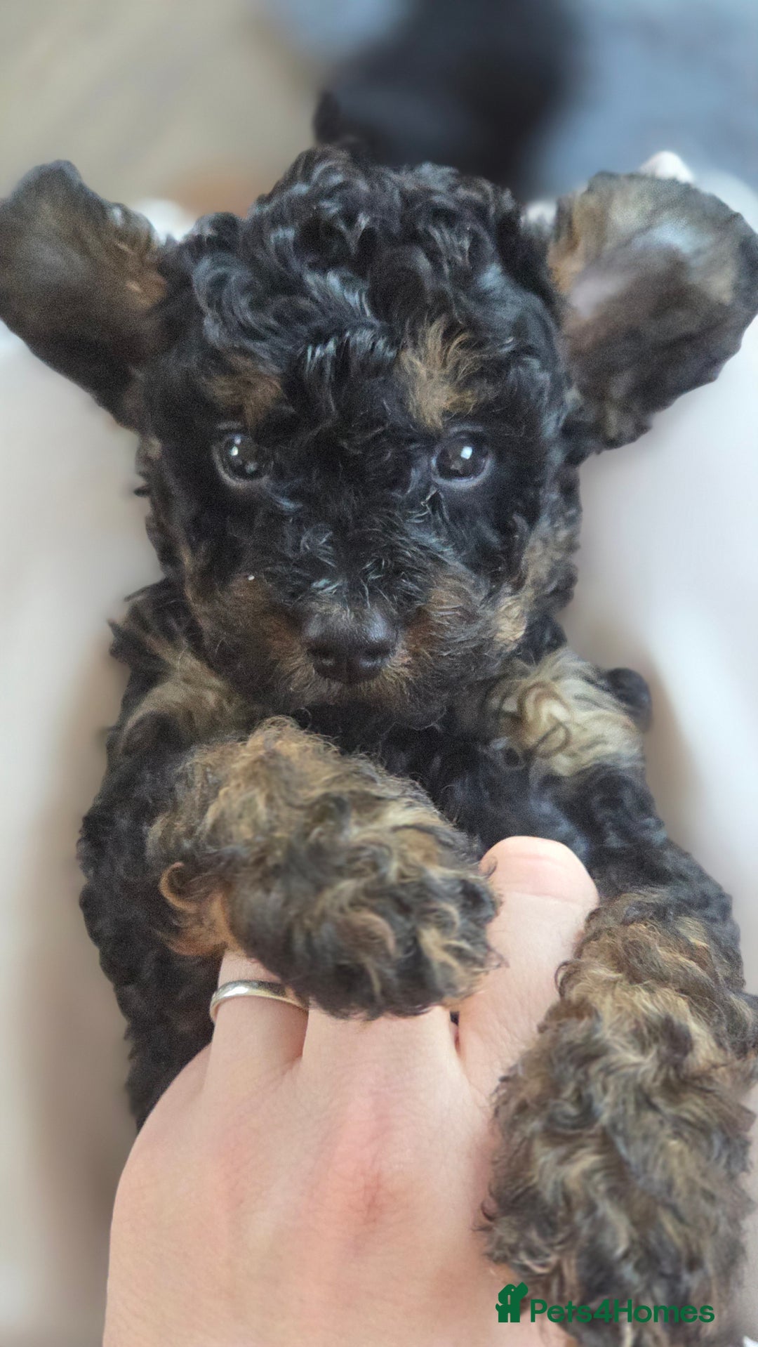 Cavapoo dogs for sale: Beautiful phantom F1B cavapoos - Image 13