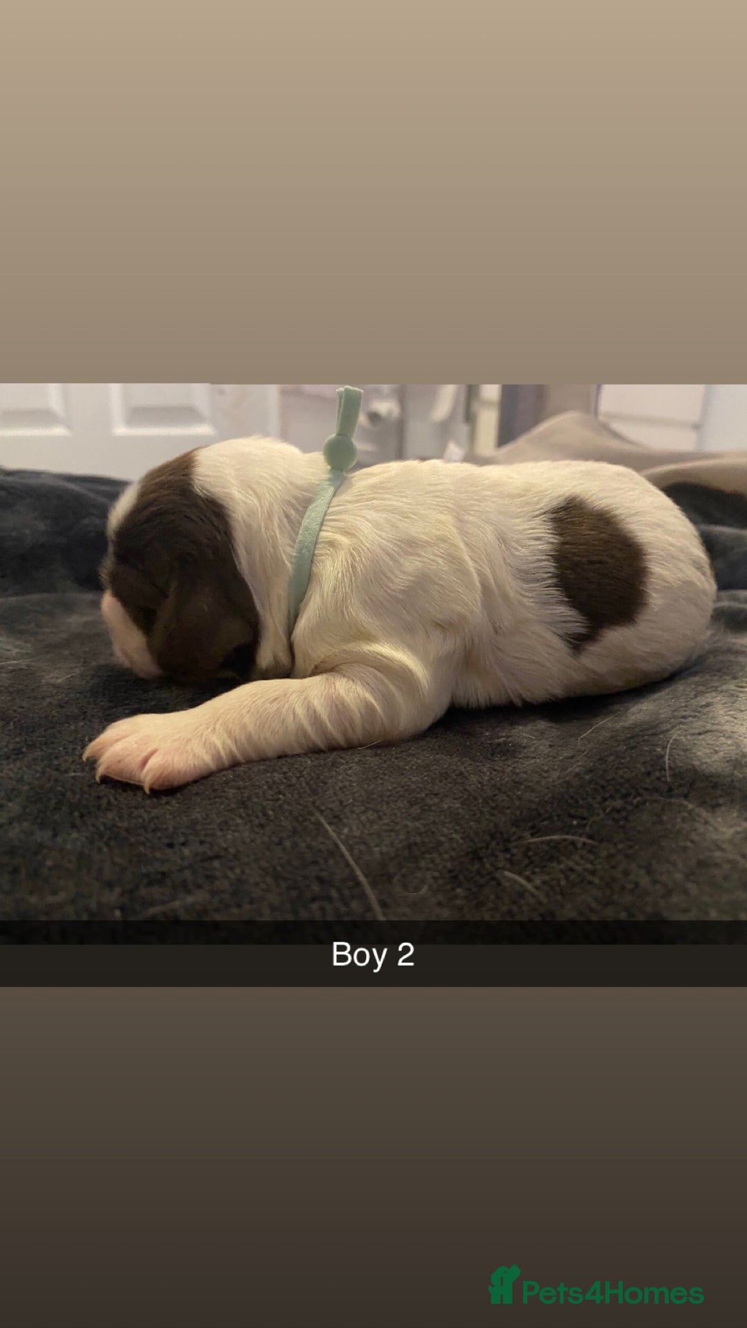 Cocker Spaniel dogs for sale: Working cocker spaniel puppies  - Advert 14