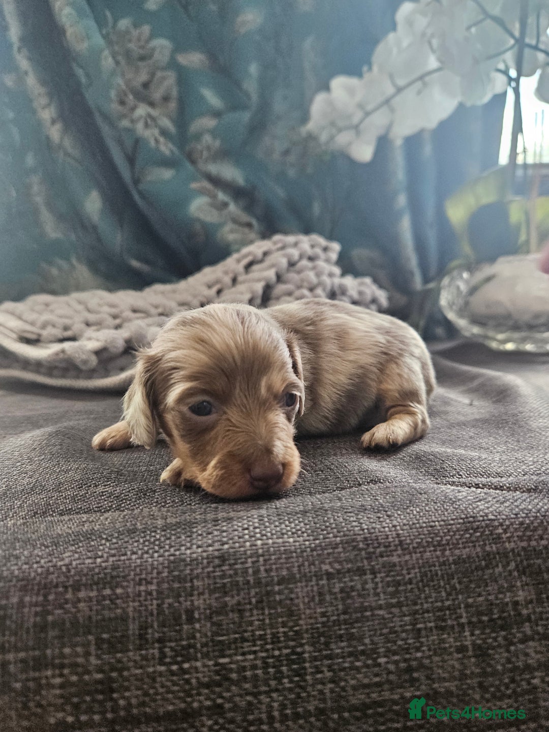 Dachshund dogs for sale: Dachshund  - Image 21