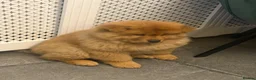 Chow Chow dogs for sale: 🐻‍❄️ Beautiful Red Chow Chow Puppies  - Advert 5