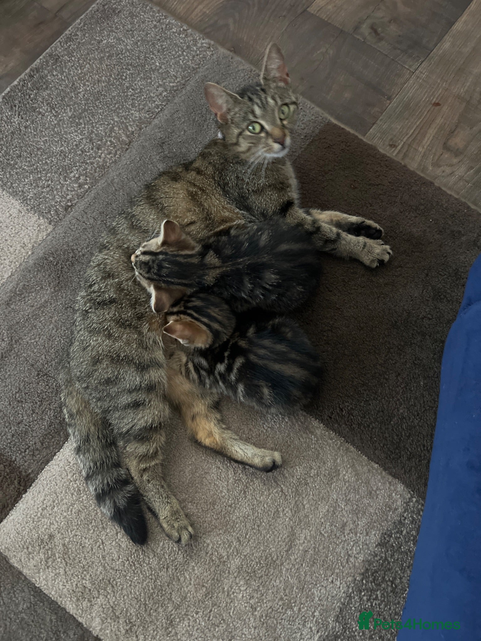 Mixed Breed cats Beautiful litter of kittens  - Advert 1
