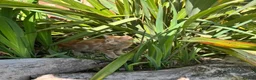 Domestic Shorthair cats for sale: Ginger male Kitten - Hoppity  - Advert 7