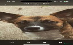 Jack Russell dogs for sale: Jack russel pup for sale  - Image 10