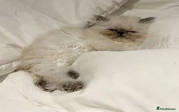 Persian cats for sale: Colourpoint peke faced Persian kittens ready to go - Image 2