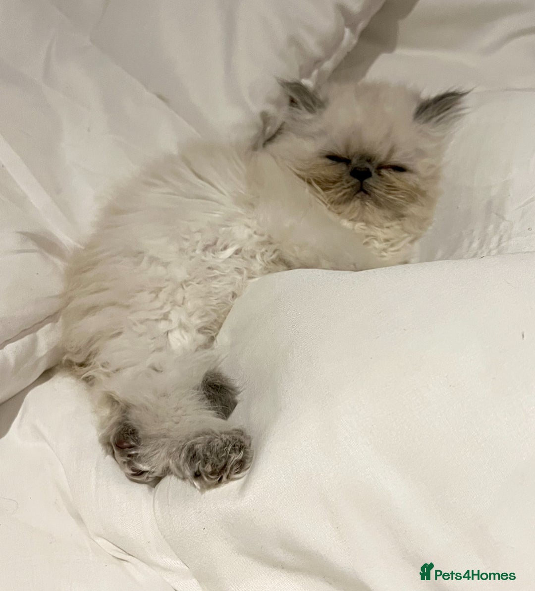 Persian cats for sale: Colourpoint peke faced Persian kittens ready to go - Image 2