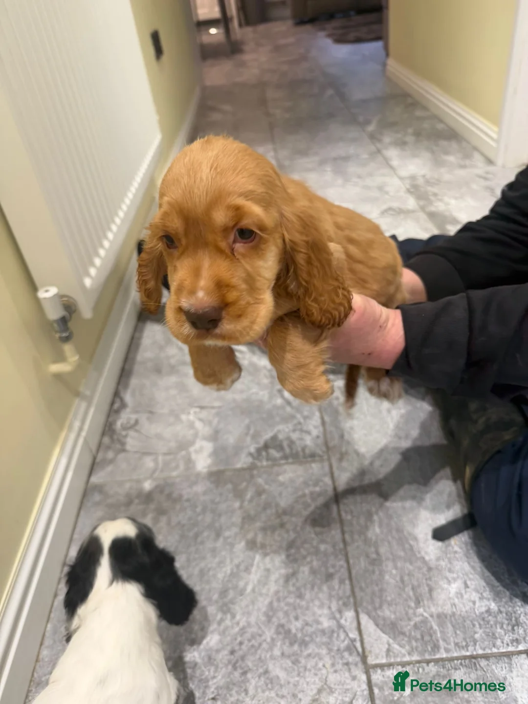 Cocker Spaniel dogs for sale: OUTSTANDING ADORABLE SHOW TYPE COCKER SPANIEL  - Advert 25