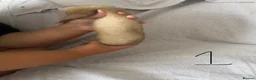 Ferret rodents for sale: Stunning part angora kits for sale in Cardiff - Advert 11