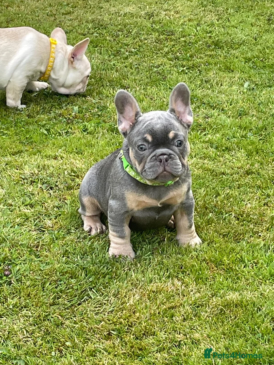 French Bulldog dogs for stud: Lilac and tan carrying cream, testable & fluffy in Motherwell - Advert 21