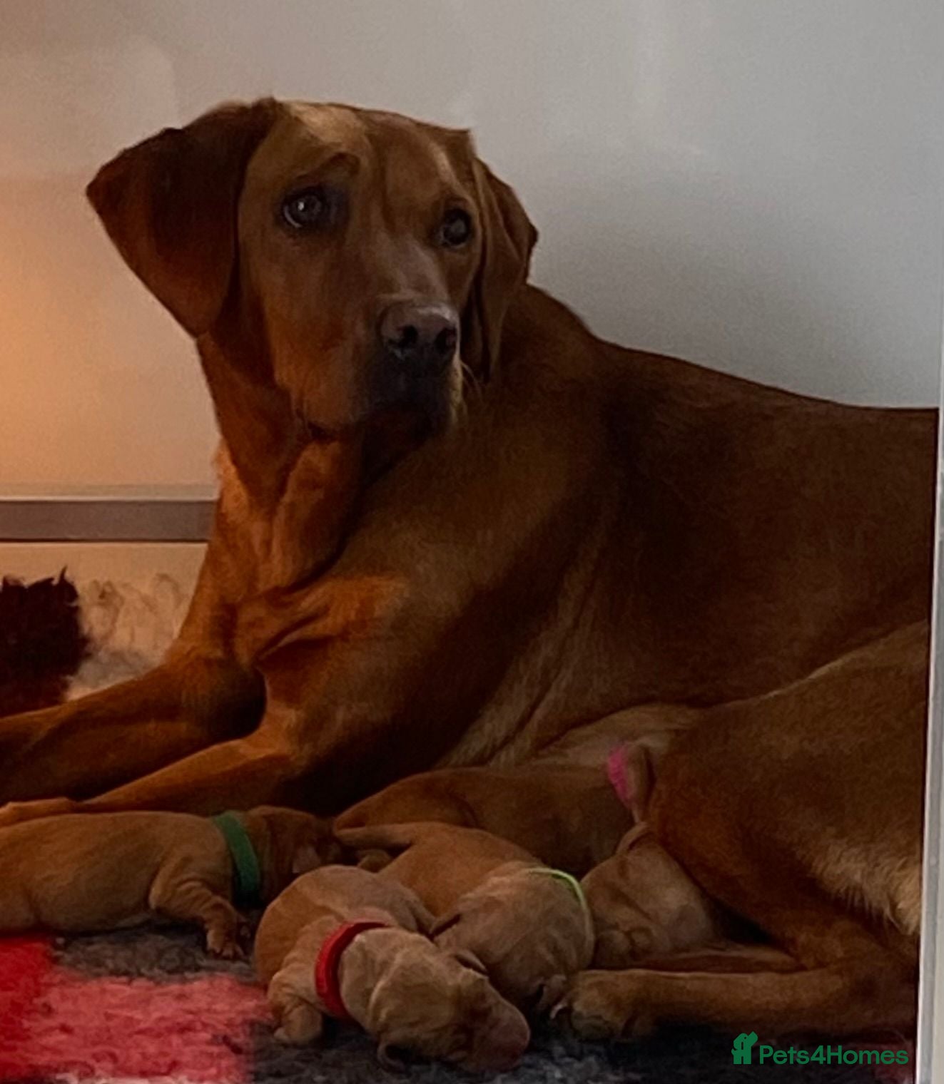 Labrador Retriever dogs BEAUTIFUL KC TRUE FOX RED LABRADOR PUPS  - Advert 2