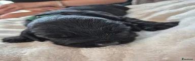 Sprocker 8