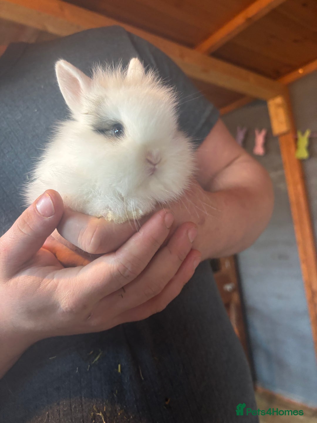 Lionhead rabbits for sale: Lion head bunnies available 🐰 - Advert 10