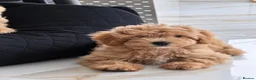 Shihpoo dogs for sale: REDUSEC Two left- SHIHPOO × TOY POODLE PUPPIES - Advert 8