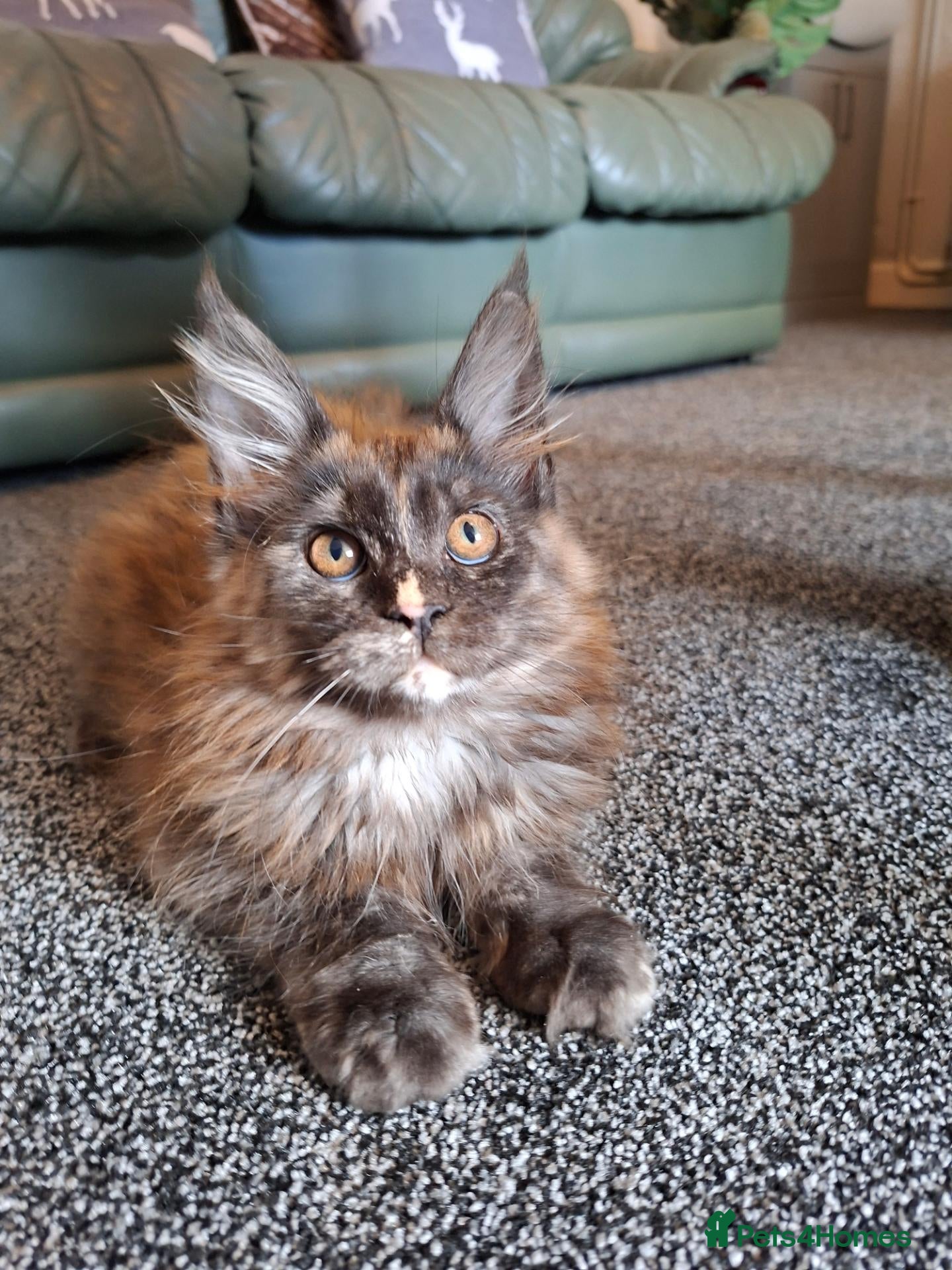 Maine Coon cats Pure Tica active Main Coon kittens - Advert 11