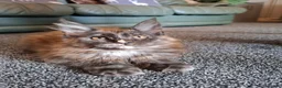 Maine Coon cats for sale: Pure Tica active Main Coon kittens - Advert 5
