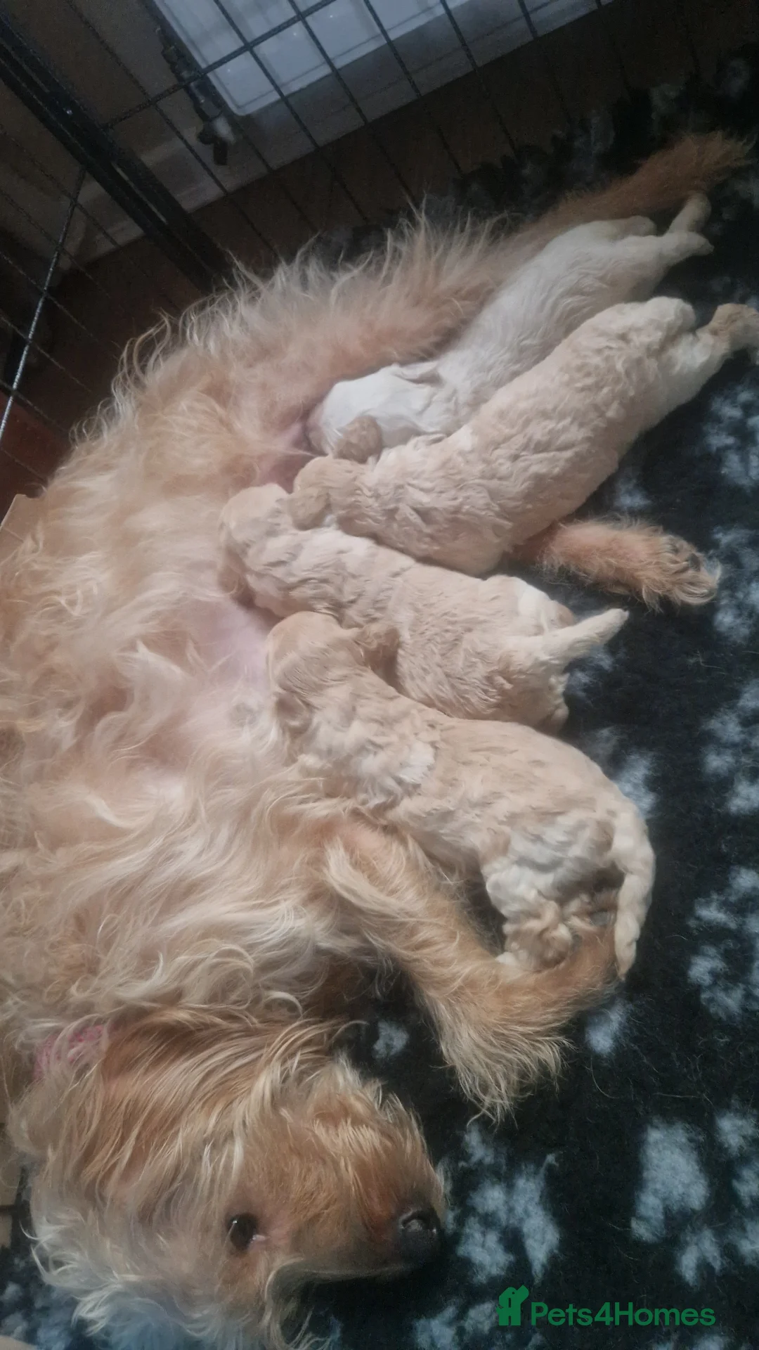 Labradoodle dogs for sale: F1b toy labradoodles - Advert 7