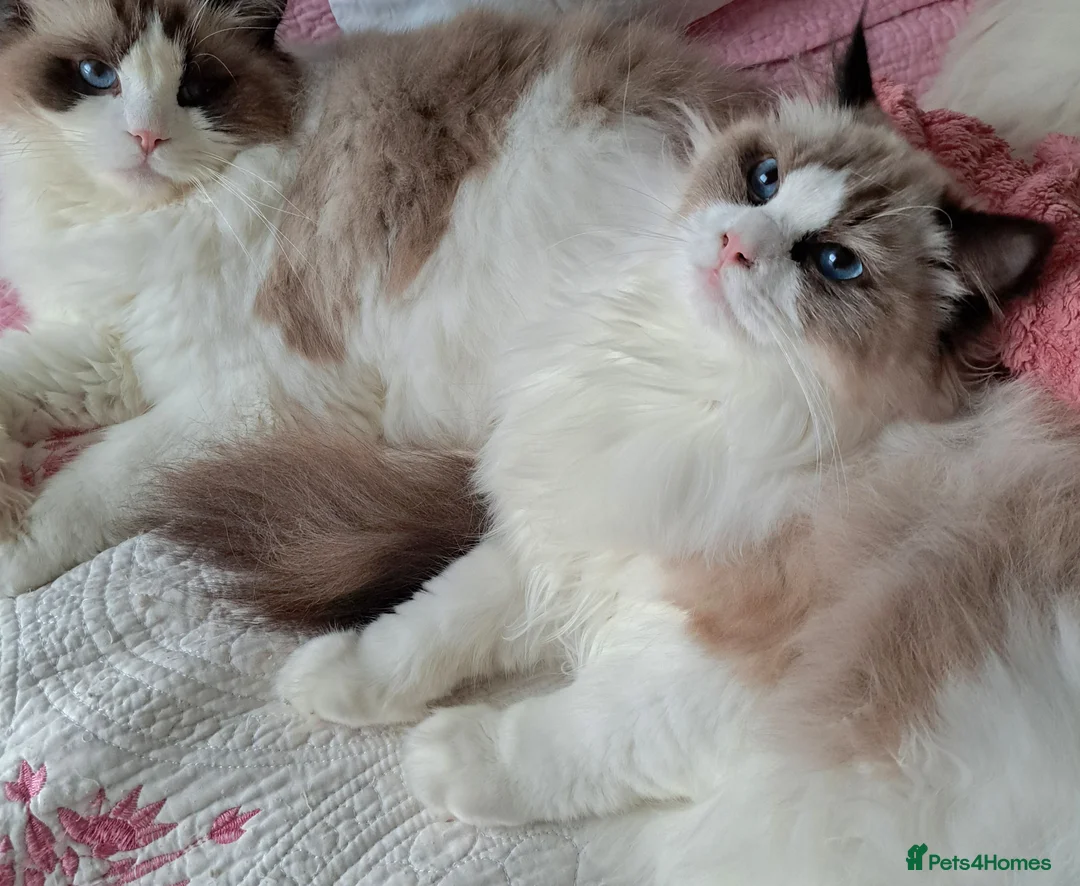 Ragdoll cats for sale: Premium Seal Bicolour  Ragdoll Boys 💖💖💖 - Advert 5