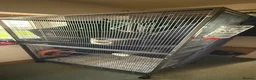 Sugar Glider rodents for sale: Female Sugar gliders with cage - Advert 6