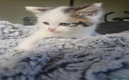 Russian Blue cats for sale: Lovley Russian blue  - Image 12