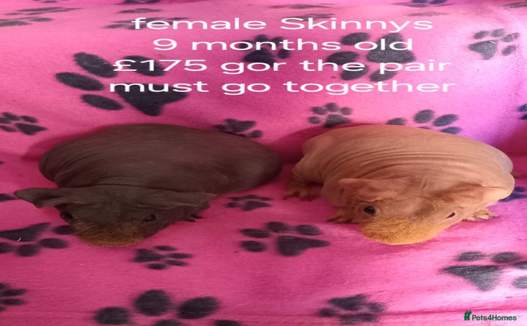 Guinea Pig rodents - Advert 11