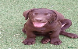 Labrador Retriever dogs for sale: **READY NOW**CHOCOLATE LAB PUPS - Image 21