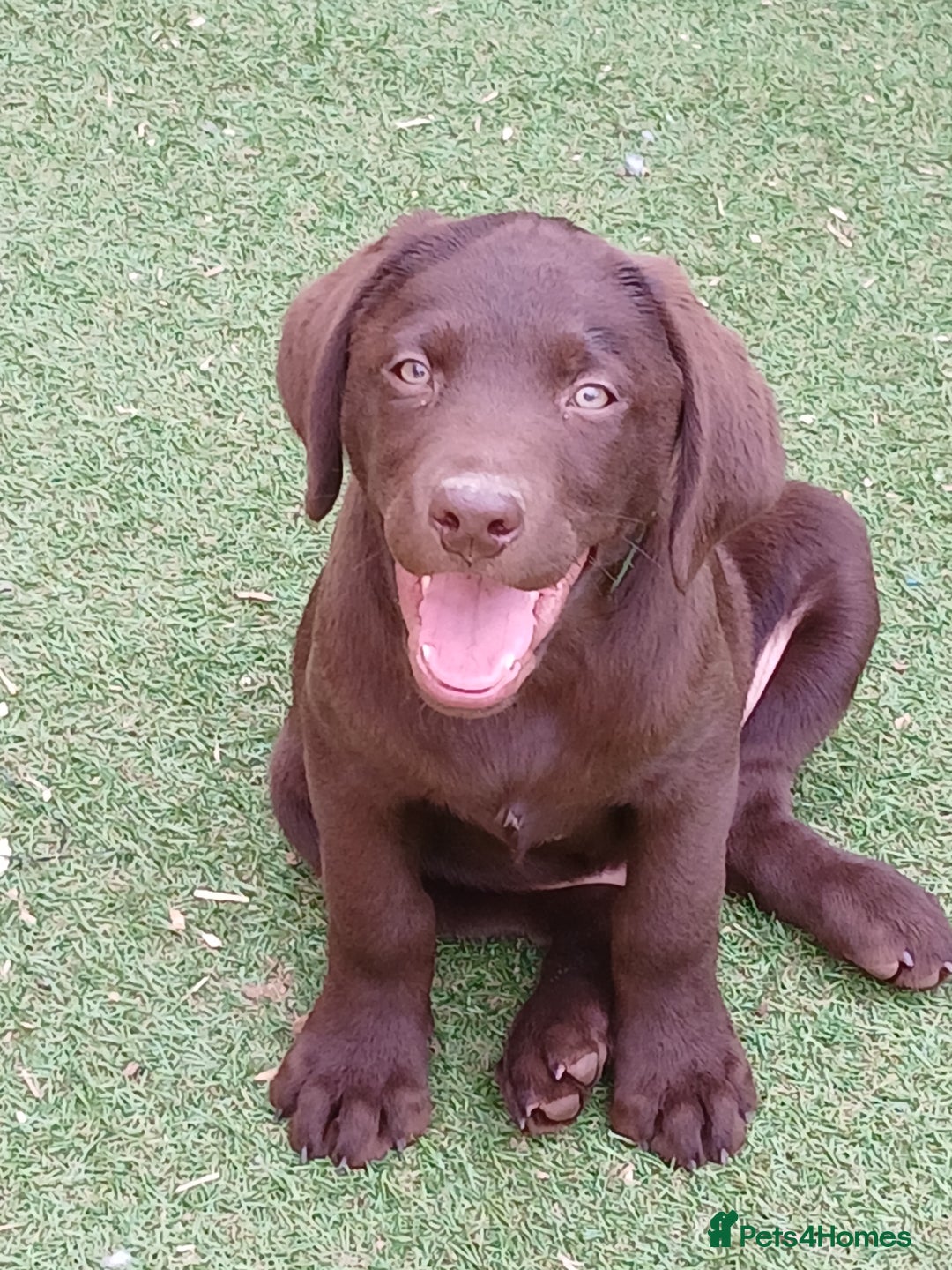 Labrador Retriever dogs for sale: **READY NOW**CHOCOLATE LAB PUPS - Image 21