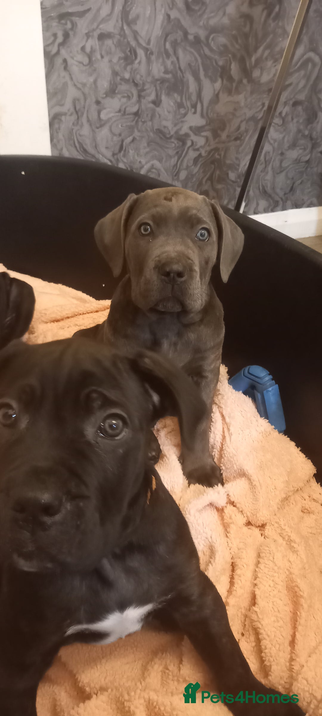 Cane Corso dogs for sale: ANNOUNCEMENT ONLY UK LITTER DEL DYRIUM LINES  🖤  - Advert 27